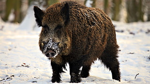 brown warthog on snow HD wallpaper